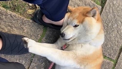 おねだりが独特なワンちゃん