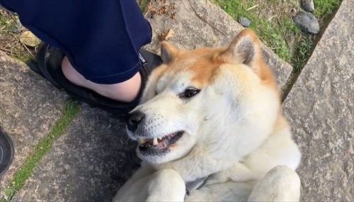 おねだりが独特なワンちゃん