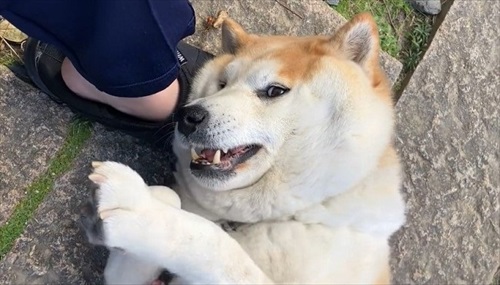 おねだりが独特なワンちゃん