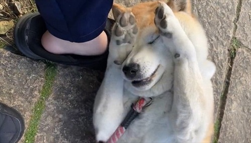 おねだりが独特なワンちゃん