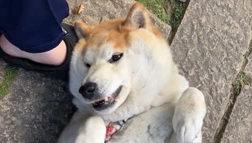 おねだりが独特なワンちゃん