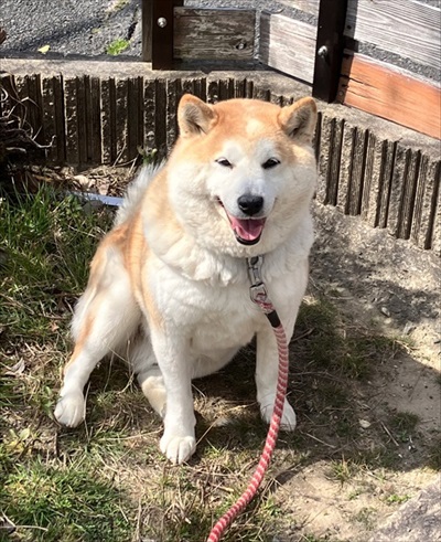 おねだりが独特なワンちゃん