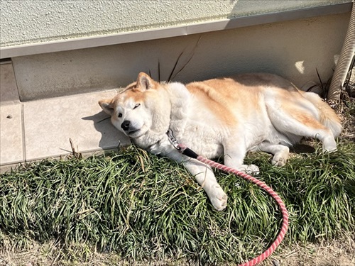 おねだりが独特なワンちゃん