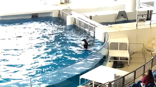 動画頭