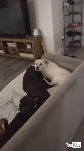 気まずそうなワンコの表情