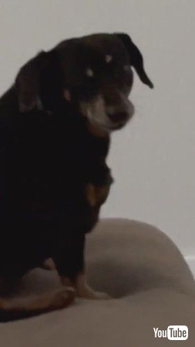 目をそらすワンコ