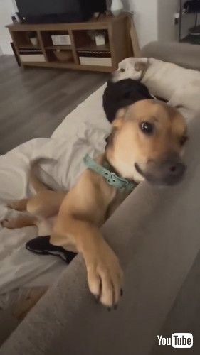 愛嬌を振りまくワンコ