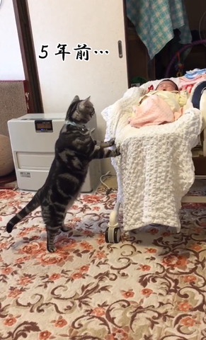 猫と赤ちゃんビフォアフ