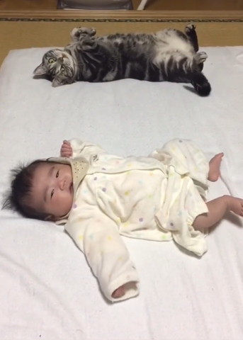 カメラ目線猫と赤ちゃん