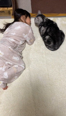 見つめ合う猫と女の子