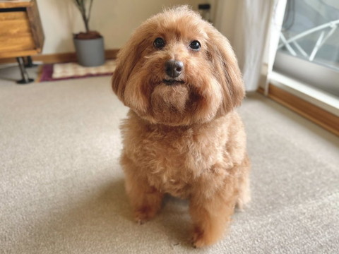 少し口あけてお座りしてるワンコ