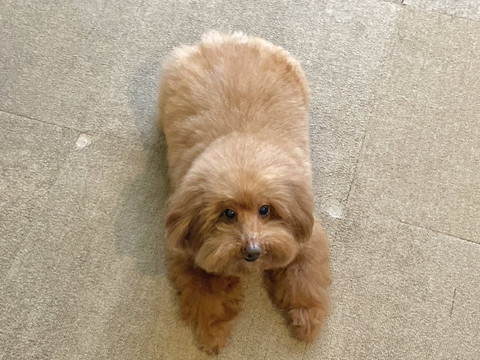 伏せしてるワンコ