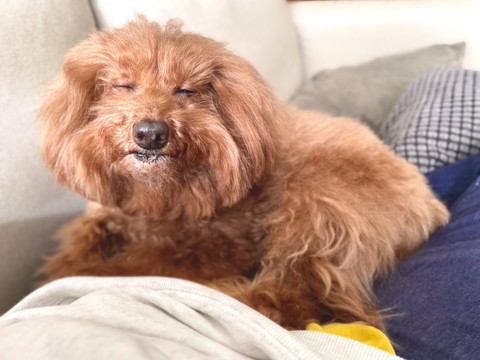 飼い主さんの上で寝てそうなワンコ