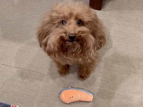 鮭のおもちゃとワンコ