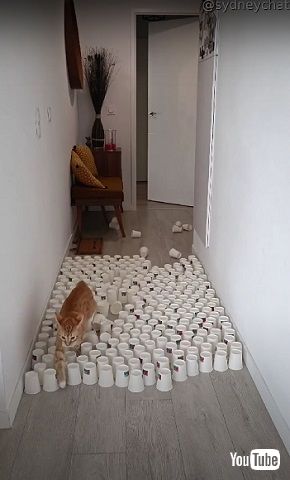 避けるパルクール猫