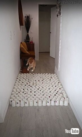 跳躍がすごい猫