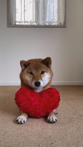 ハートあご乗せ柴犬たち