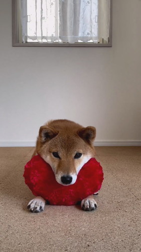 ハートあご乗せ柴犬たち