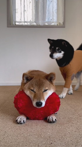 ハートあご乗せ柴犬たち