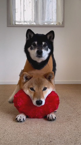 ハートあご乗せ柴犬たち