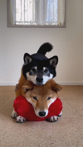 ハートあご乗せ柴犬たち