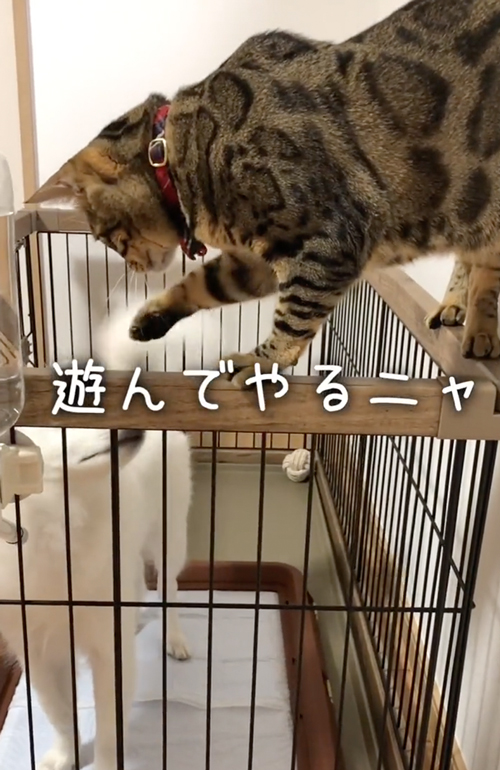 ワンコと仲良くなりたい猫