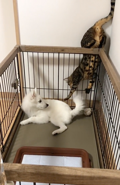 ワンコと仲良くなりたい猫