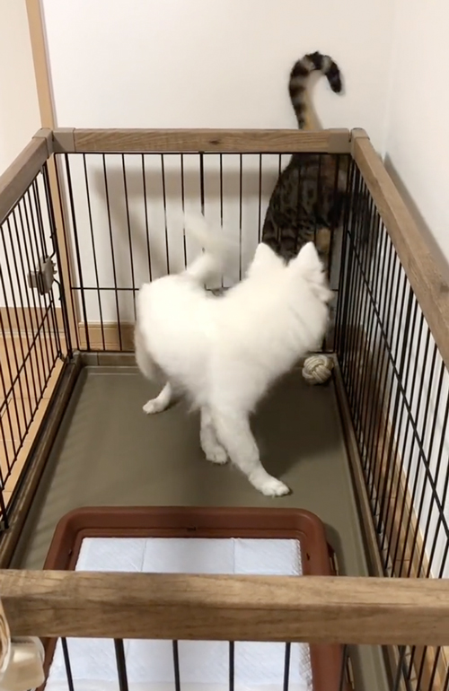 ワンコと仲良くなりたい猫