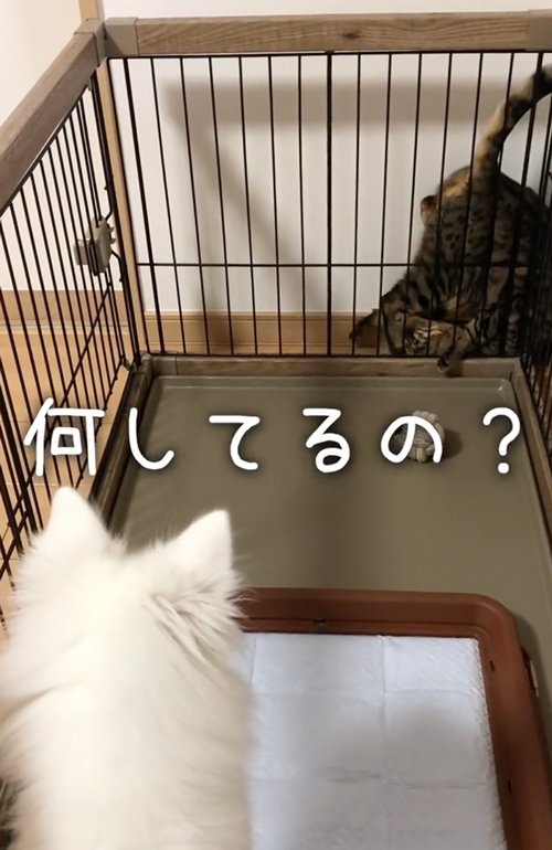ワンコと仲良くなりたい猫