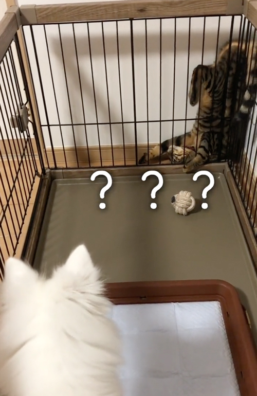 ワンコと仲良くなりたい猫