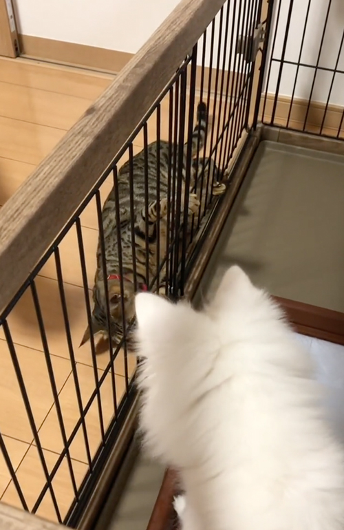 ワンコと仲良くなりたい猫