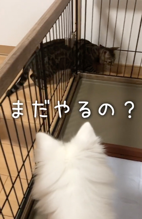 ワンコと仲良くなりたい猫