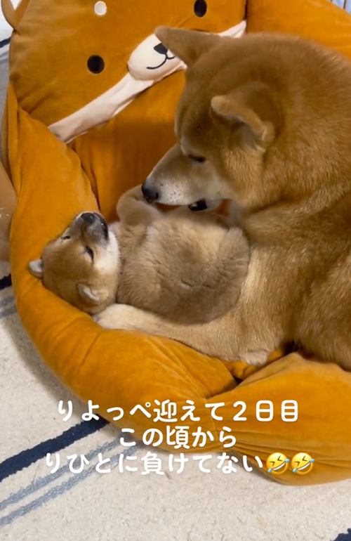 柴犬