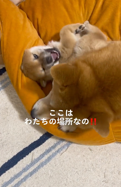 先住犬とベッド争奪戦