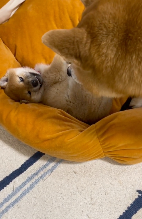 先住犬とベッド争奪戦