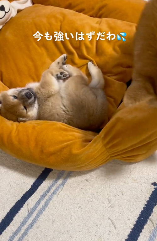 先住犬とベッド争奪戦