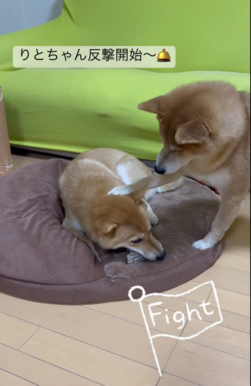 おやつの取り合い