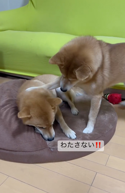 おやつの取り合い