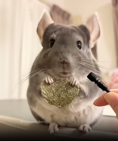 おやつ持って正面向くチンチラ