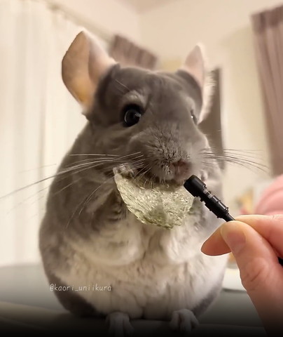 マイク側向いておやつ深くくわえるチンチラ