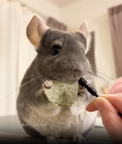 口がもふっとなってるチンチラマイク側見てる