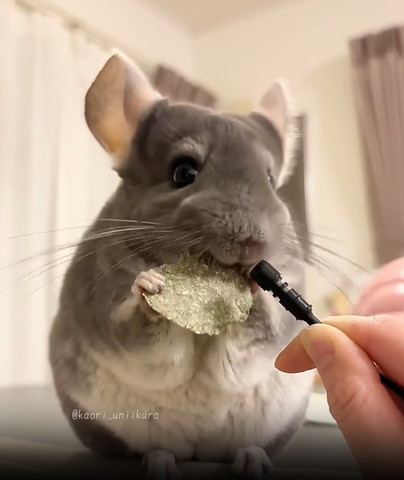 マイク側向いておやつ軽くくわえるチンチラ