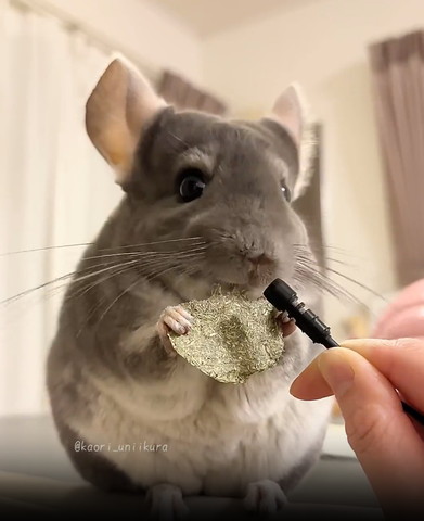 りんごの形したチップスもってるチンチラ