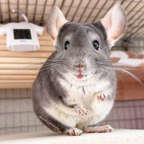にこやかなチンチラ