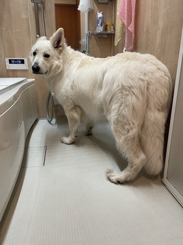 お風呂場で振り返るワンコ