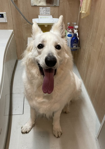 お風呂で笑顔ワンコ