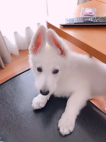 耳がうさぎみたいな子犬