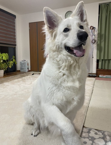 お手しようとしてるようなワンコ