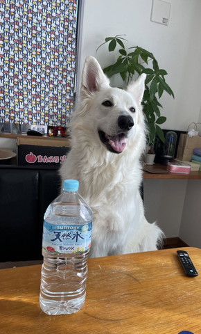 イスに座ってるワンコ