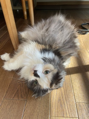 三毛柄スコティッシュ